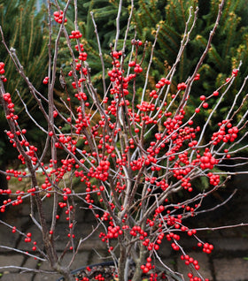 Winter Red Winterberry Holly