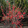 gorgeous bright red berries on winter red winterberry holly in front of evergreen trees