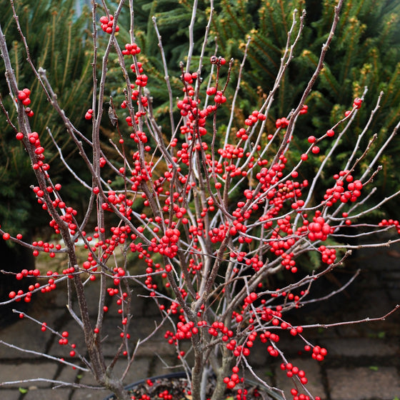 Red Winterberry Holly - Winterberry Plants For Sale