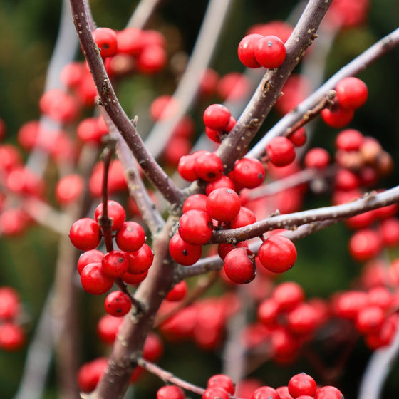 close up view of Winter Red Winterberry Holly red berries in the winter