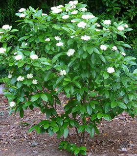 Winterthur Viburnum
