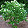 Viburnum nudum Winterthur blooming with creamy white flower clusters in spring