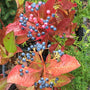 Winterthur Smooth Witherod Viburnum with pink and blue berries in fall