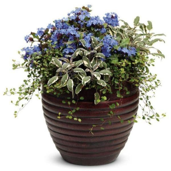 wire vine plant indoor care Wire Vine