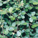 A closeup of the unique foliage on a Wire Vine Plant