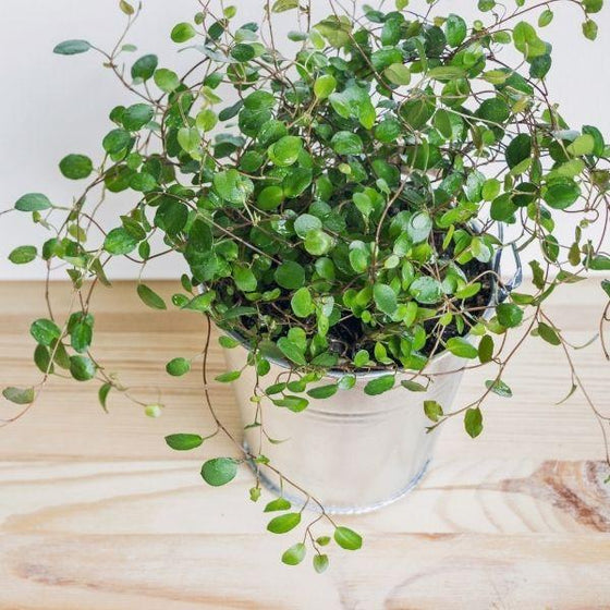 Creeping Wire Vine in a silver metal pot