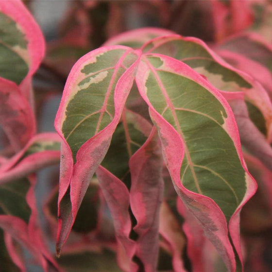 The red fall colered leaves of wold eyes dogwood