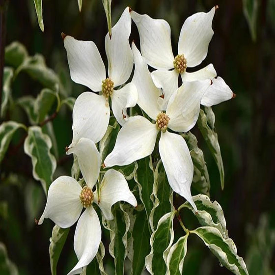 The bright white spring flowers of Wolf Eyes Dogwood