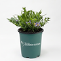 A potted plant with green foliage and small purple flowers in a dark green plastic nursery pot with the 'Woodies Garden Goods' logo, on a white background.