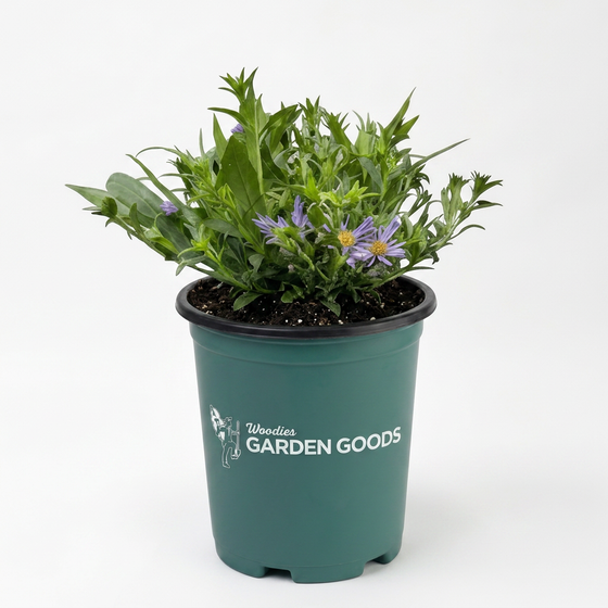 A potted plant with green foliage and small purple flowers in a dark green plastic nursery pot with the 'Woodies Garden Goods' logo, on a white background.