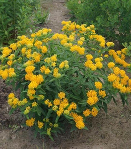 Yellow Butterfly Weed