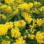 Honeybees enjoying the Asclepias Hello Yellow Flowers