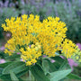 Close up of the bright yellow flowers of Hello Yellow Butterfly Weed