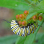 A catepillar inspecting the flower buds of Asclepias Plants