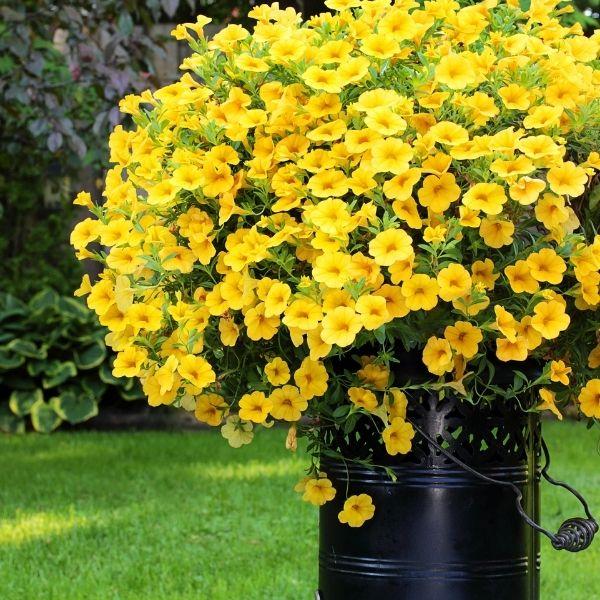 million bells hanging plant Buy Yellow Calibrachoa Online