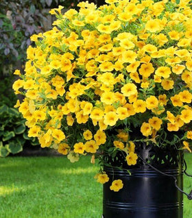 Yellow Calibrachoa