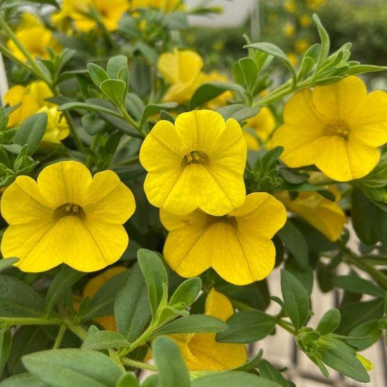 close up of yellow Calibrachoa Aloha Nani Golden Girl flowers