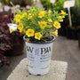 close up of yellow Calibrachoa Aloha Nani Golden Girl flowers