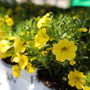 Calibrachoa Aloha Nani Golden Girl spring annual yellow flowers