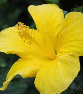 Yellow Hibiscus