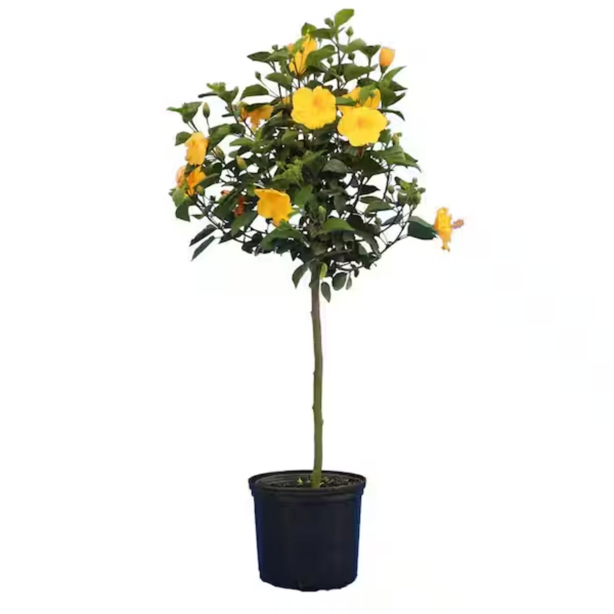 double yellow flower hibiscus potted plant Buy Yellow Hibiscus Online