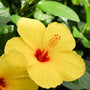 yellow hibiscus with red center
