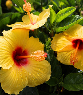 Yellow Hibiscus