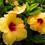 close up of yoder yellow hibiscus blooms