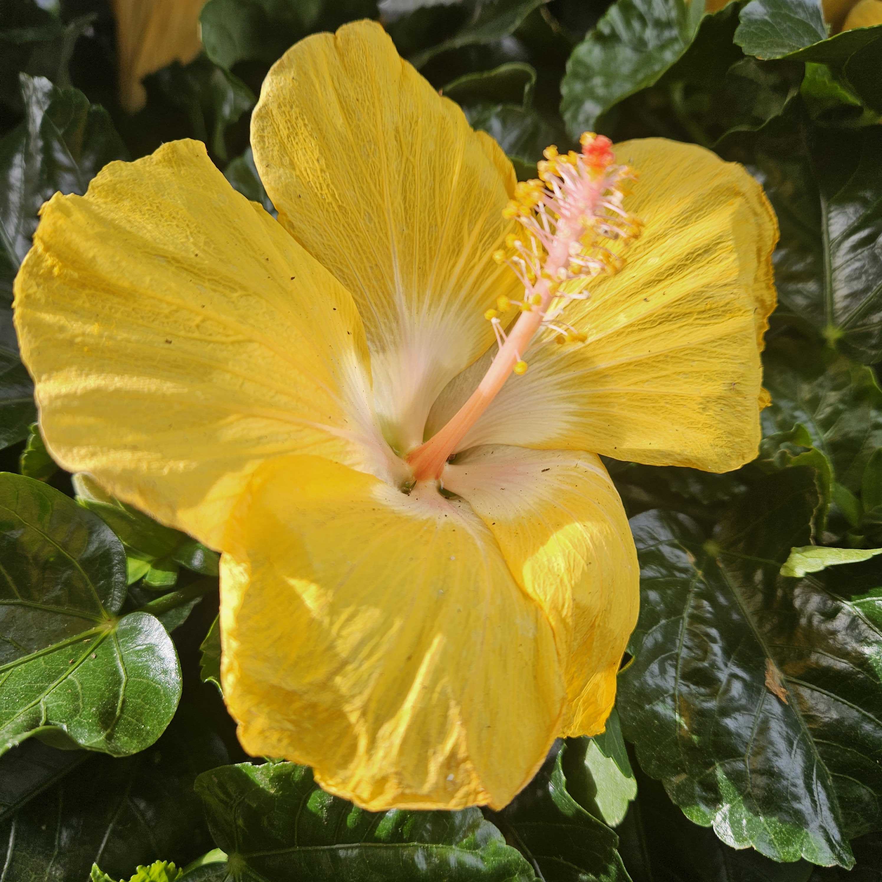 クッション・座布団 Burleigh Hibiscus Cushion 50cm x 50cm, Buy Yellow Hibiscus Online | Garden Goods Direct
