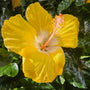Yellow Hibiscus