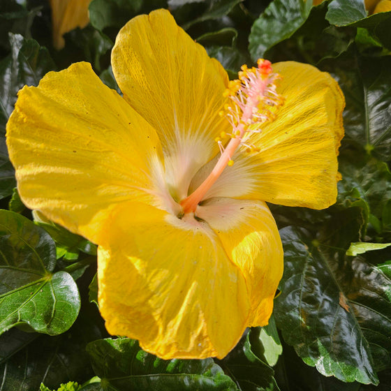 Yellow Hibiscus