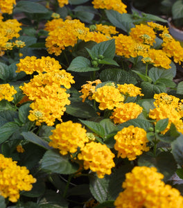 Yellow Lantana