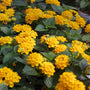deep golden yellow lantana blooms