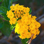 deep yellow bandana lemon zest lantana flower with green foliage