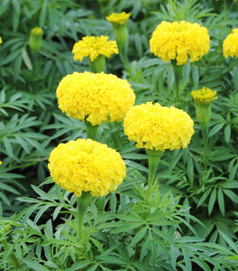 Yellow Marigold