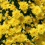Yellow Garden Mums blooming in the fall