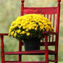 bright Yellow Mums for fall planting