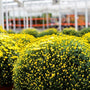 vibrant fall annual yellow garden mums about to bloom