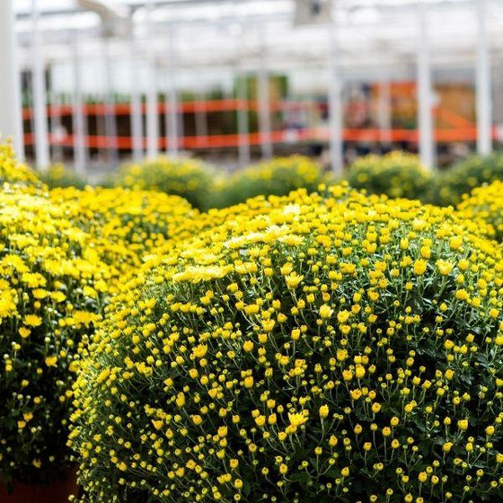 vibrant fall annual yellow garden mums about to bloom