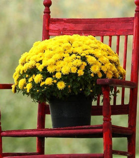 Yellow Mums