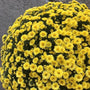 bright yellow fall mums in full bloom