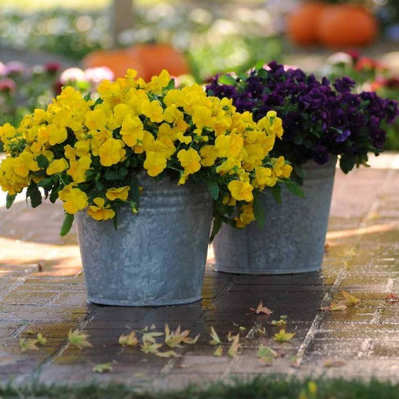 Pansies used as Fall Decorations