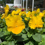 bright Yellow Pansy annual Flower