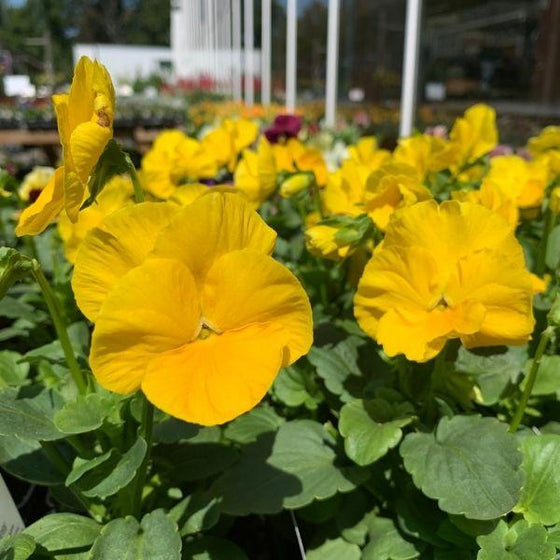 bright Yellow Pansy annual Flower