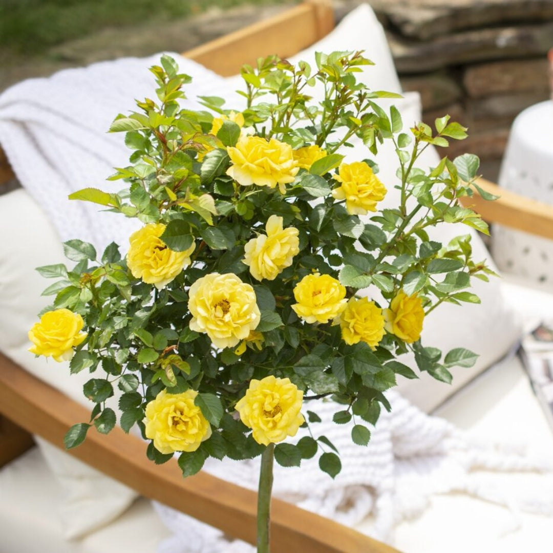 Yellow Sunblaze® Miniature Rose – Tree Form | Garden Goods Direct
