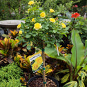 yellow rose tree in tropical yard