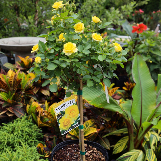 yellow rose pot plant Yellow Sunblaze® Miniature Rose – Tree Form