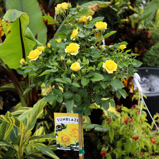 close up of yellow rose tree
