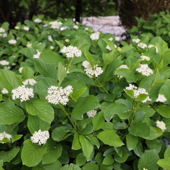 sweet white spring blooms and vibrant green foliage on yellow twig dogwood in spring