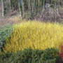 yellow twig dogwoods in a winter landscape